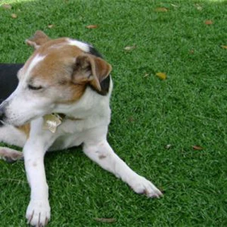 العشب الاصطناعي الحيوانات الأليفة