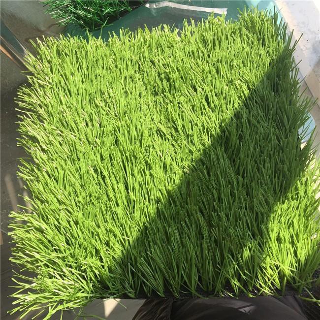 Natural Turf Field